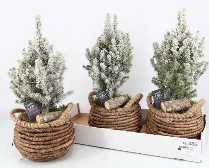 <h4>Picea glauca Perfecta</h4>