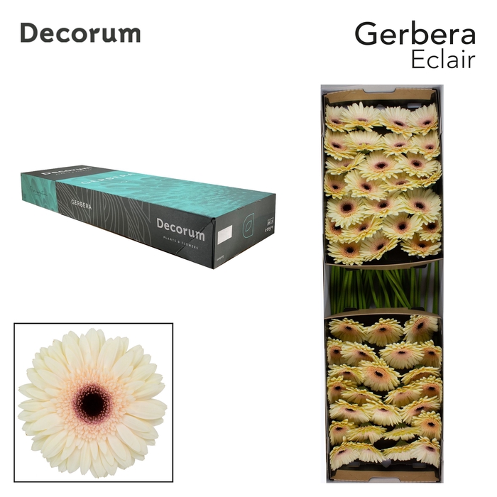 <h4>GE GR ECLAIR Doos</h4>