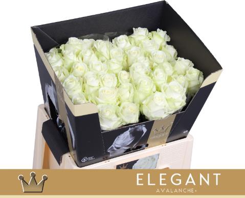 <h4>Rosa la avalanche+</h4>