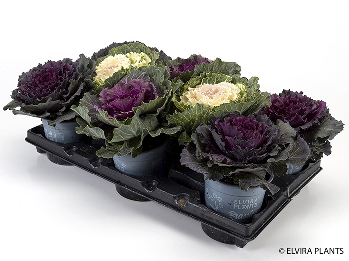 <h4>BRASSICA OLERACEA/PYNTEKÅL</h4>