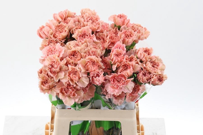 <h4>Di St Caramel 60cm</h4>