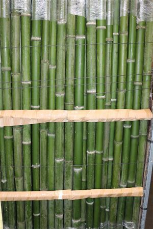 <h4>Bamboe 60-80 2meter</h4>