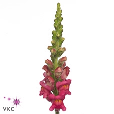 <h4>Antir Potomac Cherry Rose</h4>