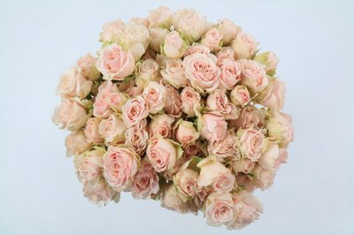 <h4>Rosa ec sp wedding rosever</h4>