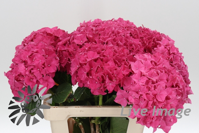<h4>Hydrangea rodeo red</h4>