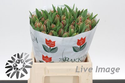<h4>Tulipa do adore</h4>