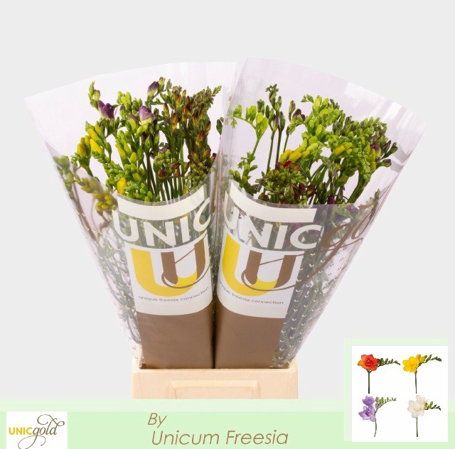 <h4>Freesia do mix in bucket unicum</h4>