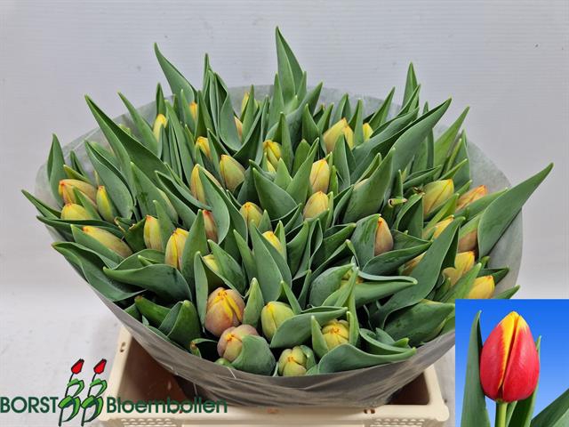 <h4>Tulipa si rambo</h4>