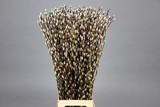 <h4>Salix snow flake</h4>