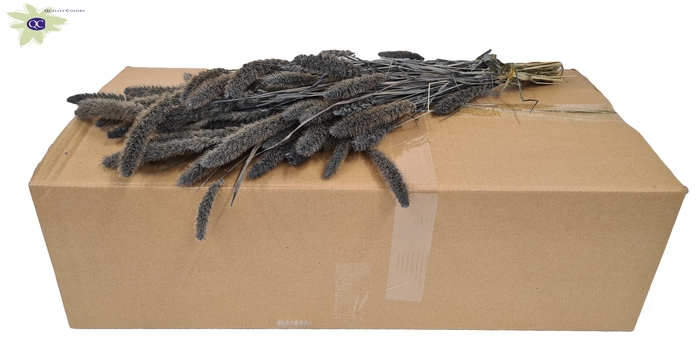 <h4>Setaria per bunch frosted grey</h4>