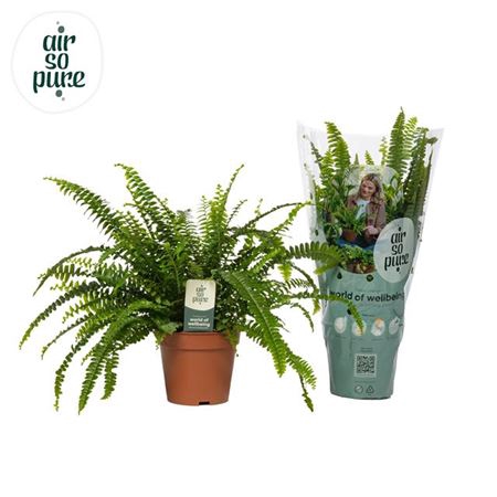 <h4>Nephrolepis Green Lady</h4>