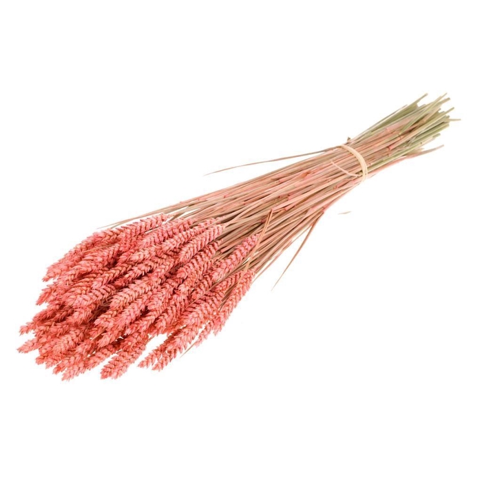 <h4>Tarwe SB pink</h4>