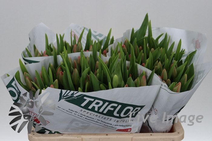 <h4>Tulipa si carola</h4>