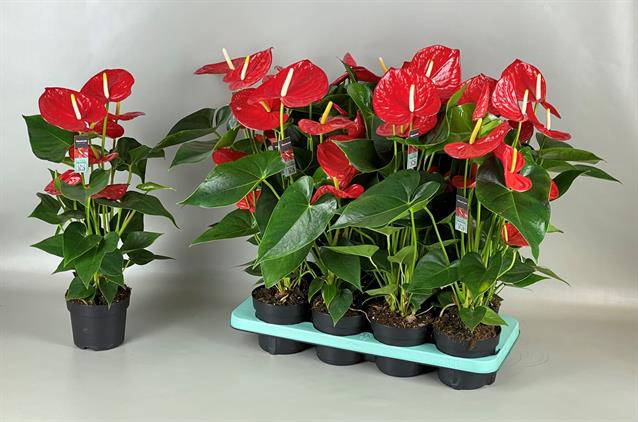 <h4>ANTHU MINNESOTA 13CM </h4>