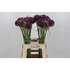 Allium Purple Mystery