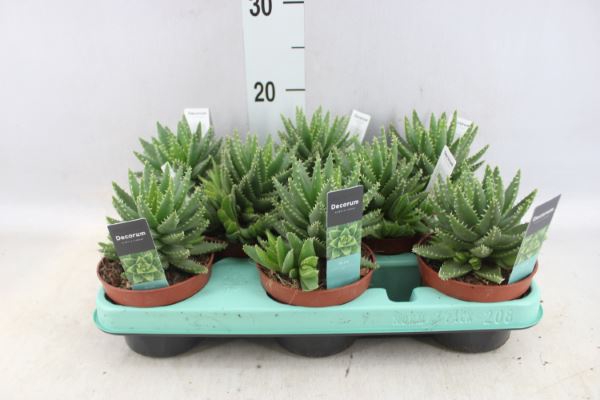 <h4>Aloe brevifolia</h4>