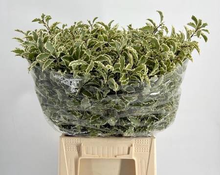 <h4>Leaf pittosporum nigra</h4>