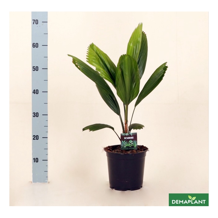 <h4>Licuala 19Ø 60cm</h4>