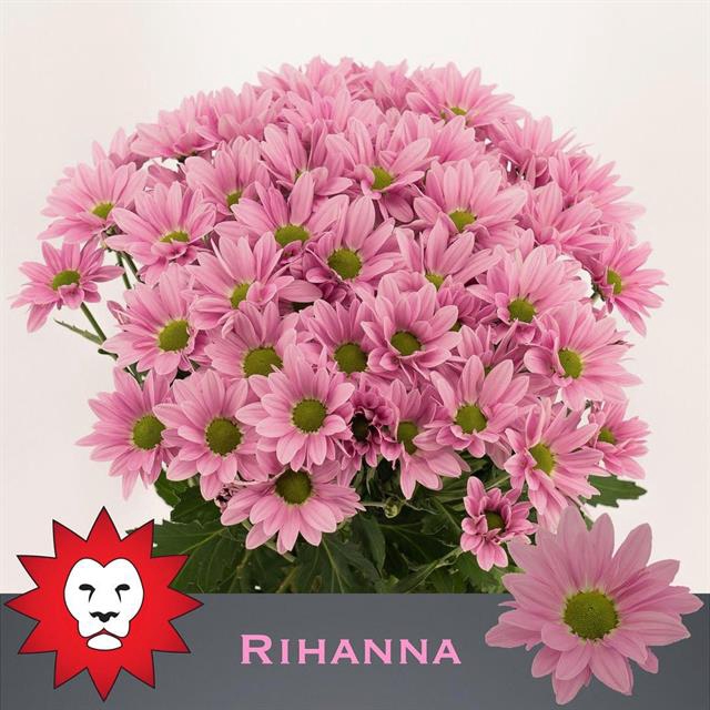 <h4>Chrys sp rihanna</h4>