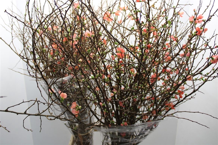 <h4>T Chaenomeles Superba Ex</h4>