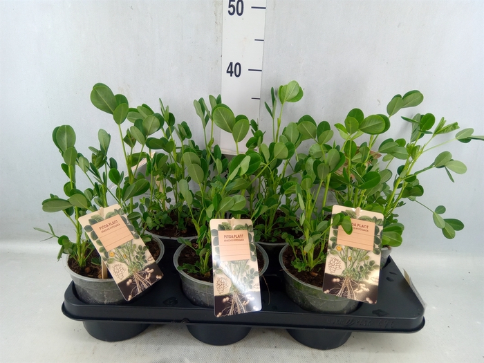 <h4>Arachis Hypogaea</h4>