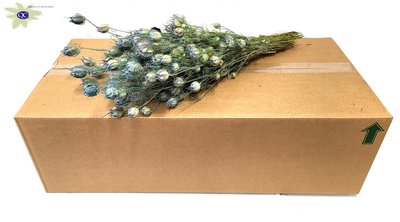 <h4>Nigella per bunch frosted light blue</h4>