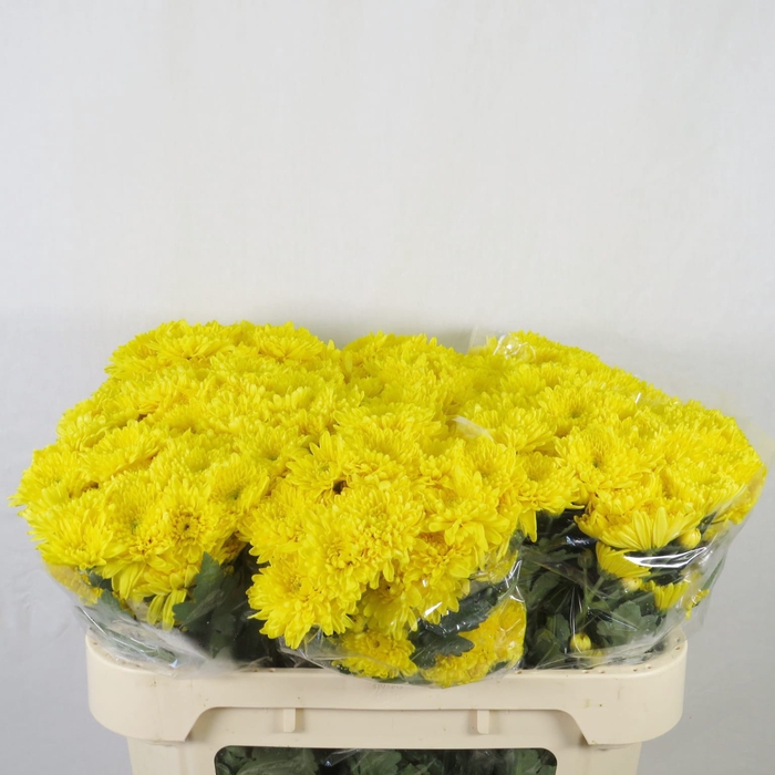 <h4>Chrysanthemum spray euro amarilla</h4>