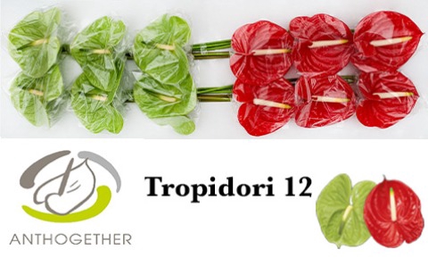 <h4>Anthurium tropidori mix</h4>