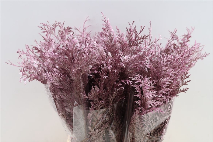 <h4>Conifeer Paint Metalic Pink Per Stem</h4>