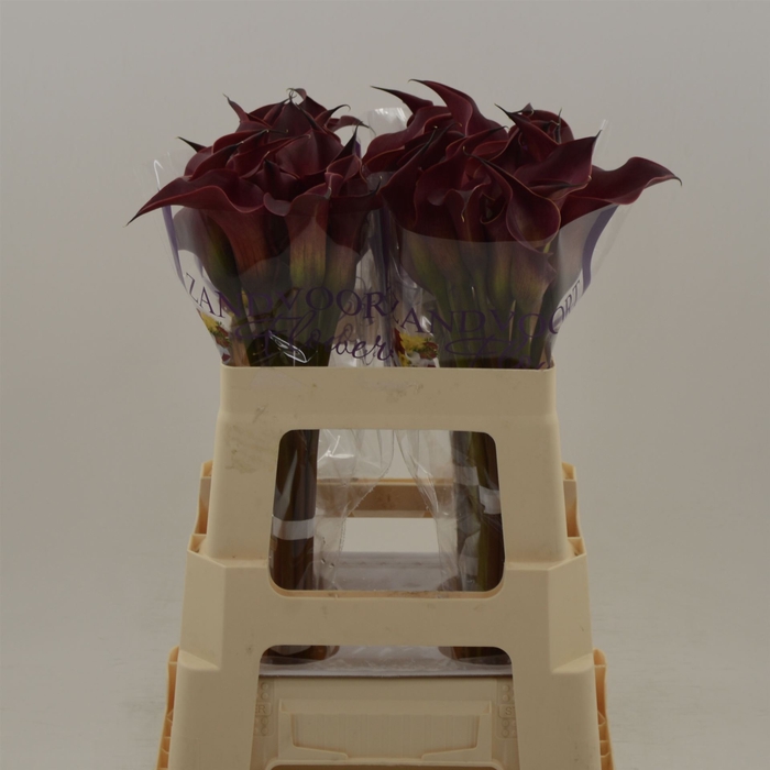 <h4>Calla Red Charm</h4>