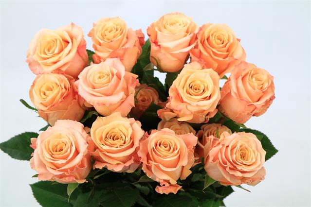 <h4>Rosa ec shimmer</h4>
