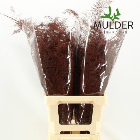 <h4>Leaf asparagus paint bordeaux</h4>