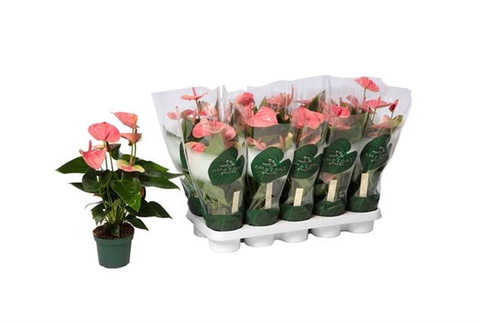 <h4>Anthurium Andreanum Grp Sweet Dream</h4>