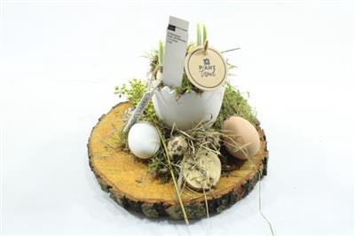 <h4>3288 SCHORS + KIP en EI!!</h4>