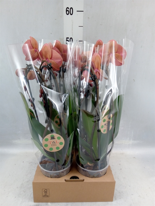 <h4>Phalaenopsis 'elegant Cascade'</h4>