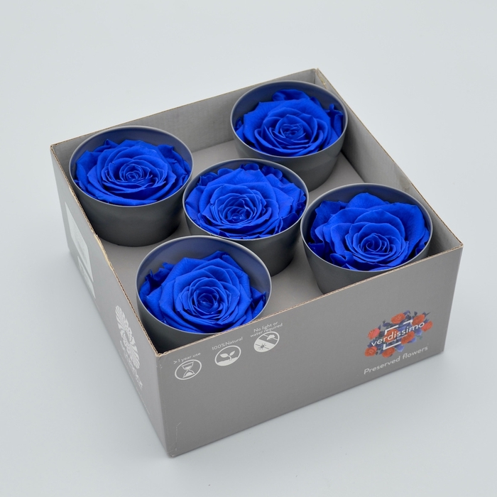 <h4>R PR Queen Dark Blue</h4>