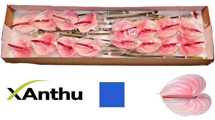 <h4>ANTH A LUNETTE</h4>