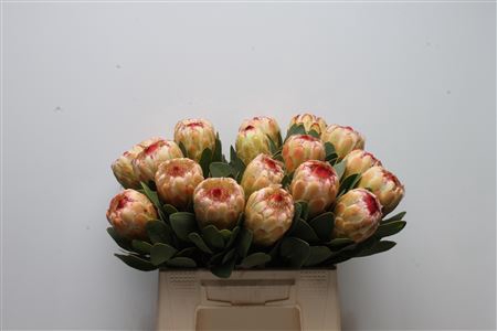 <h4>Protea Grandicolor</h4>