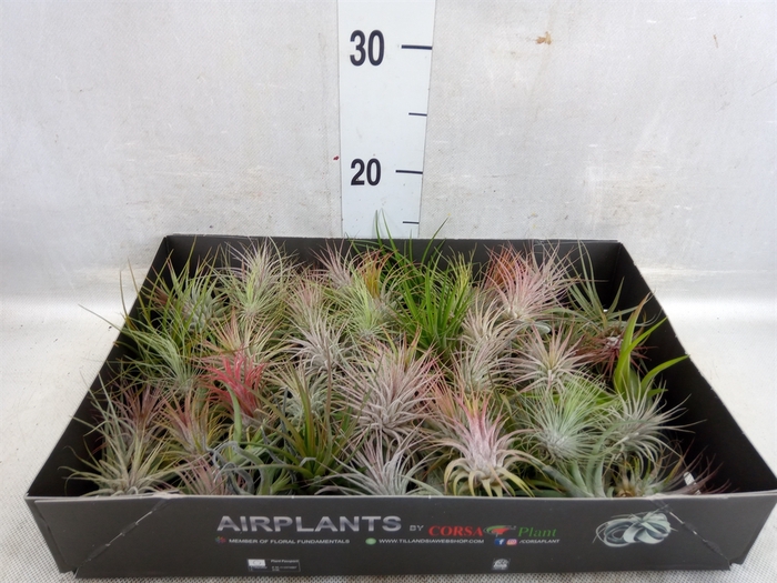 <h4>Tillandsia</h4>