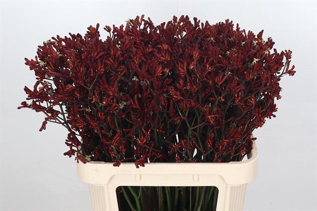 <h4>Anigozanthos bush ruby</h4>