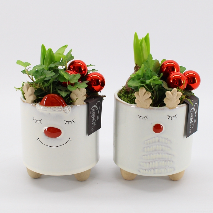 <h4>HYCXM-2326 Hyacint Kerst</h4>