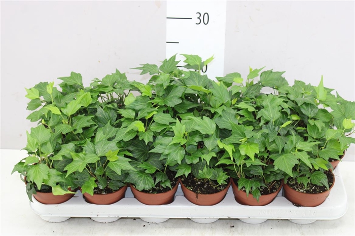 <h4>Hedera He Green Ripple</h4>