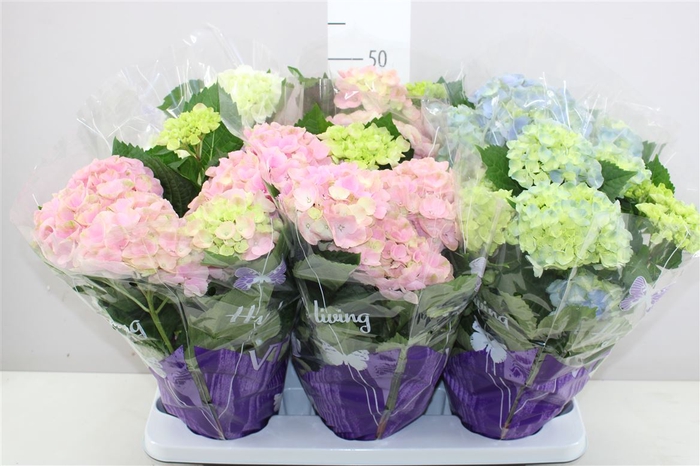 <h4>Hydrangea Gemengd 5-7</h4>
