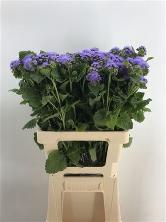 <h4>Ageratum Hou Prima Light Blue</h4>