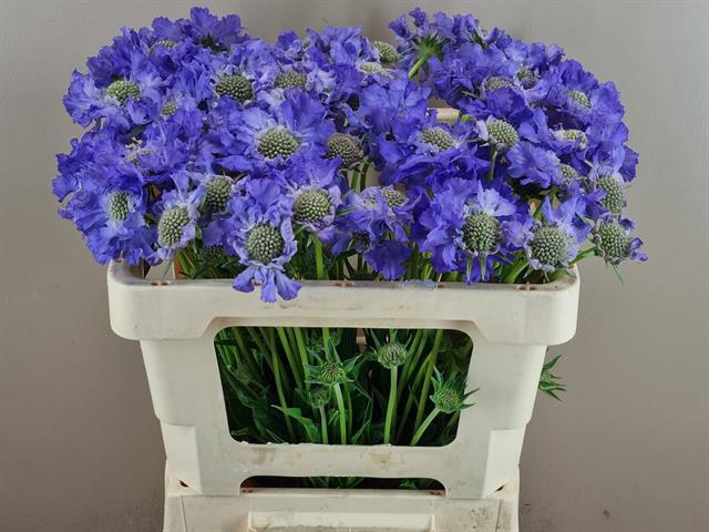 <h4>Scabiosa staefa</h4>
