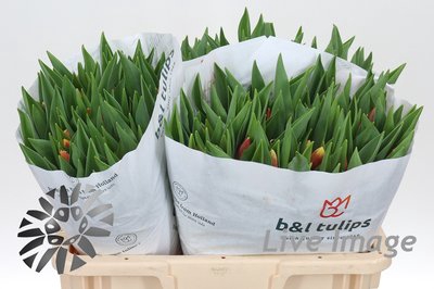 <h4>Tulipa si replay</h4>