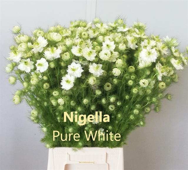 <h4>Nigella white per bunch</h4>