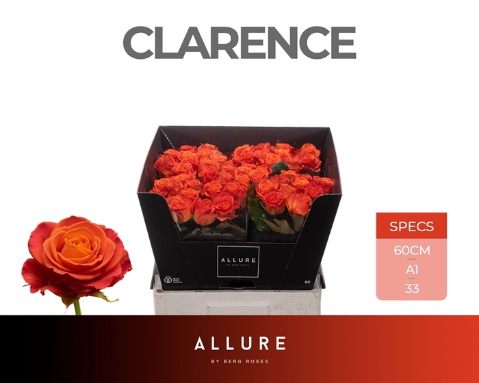 <h4>R GR Clarence+ Allure</h4>