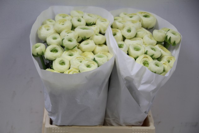 <h4>Ranunculus clooney comedia</h4>