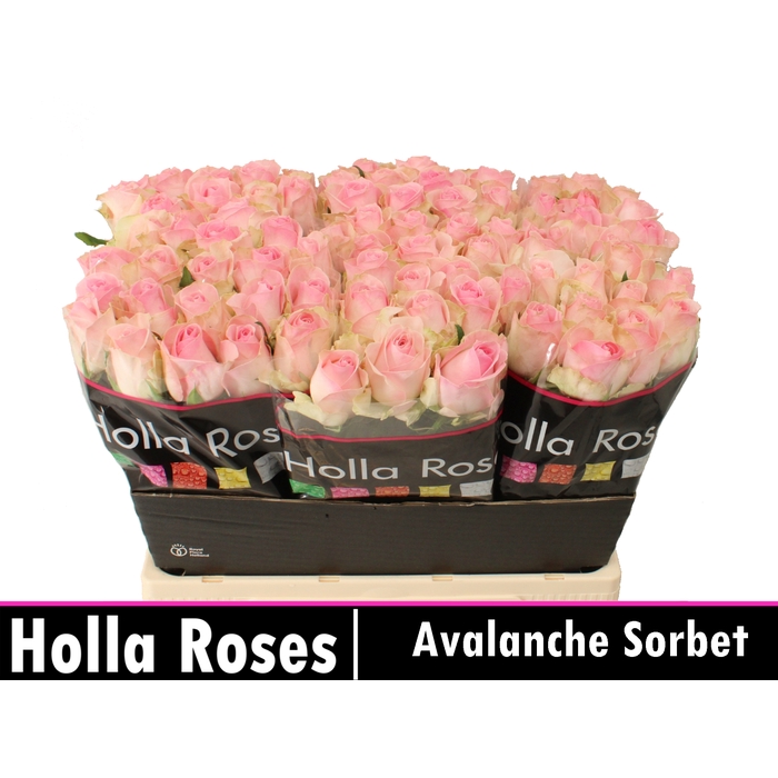 <h4>R GR AVALANCHE SORB+</h4>